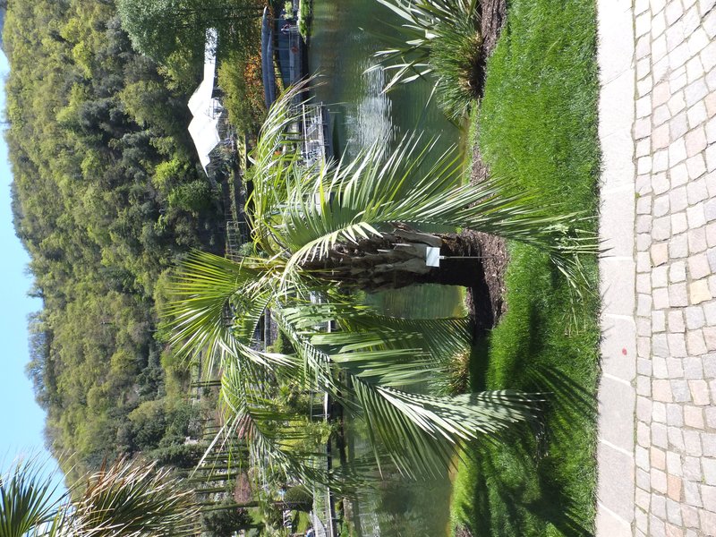 South American Jelly Palm photo 6