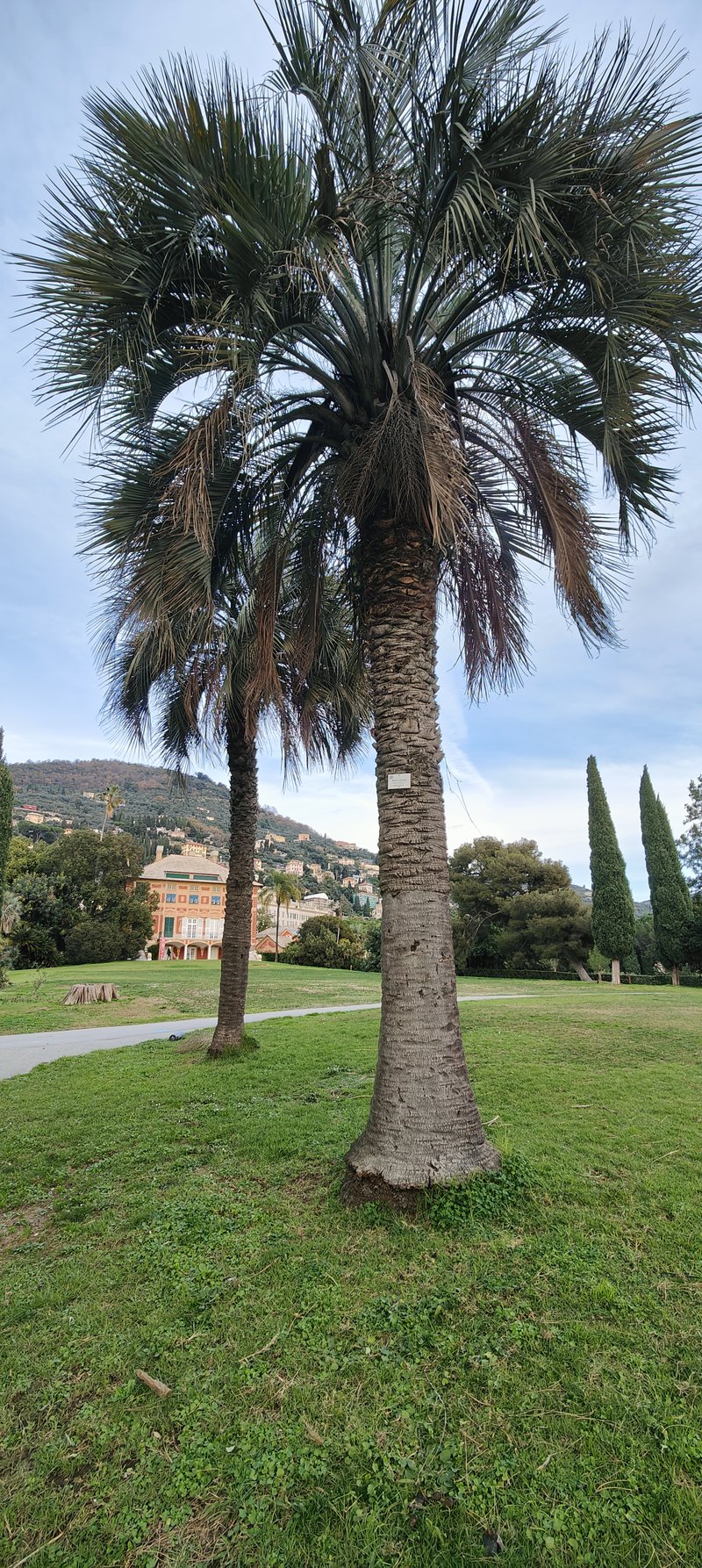 South American Jelly Palm photo 7