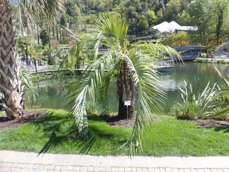South American Jelly Palm photo 8