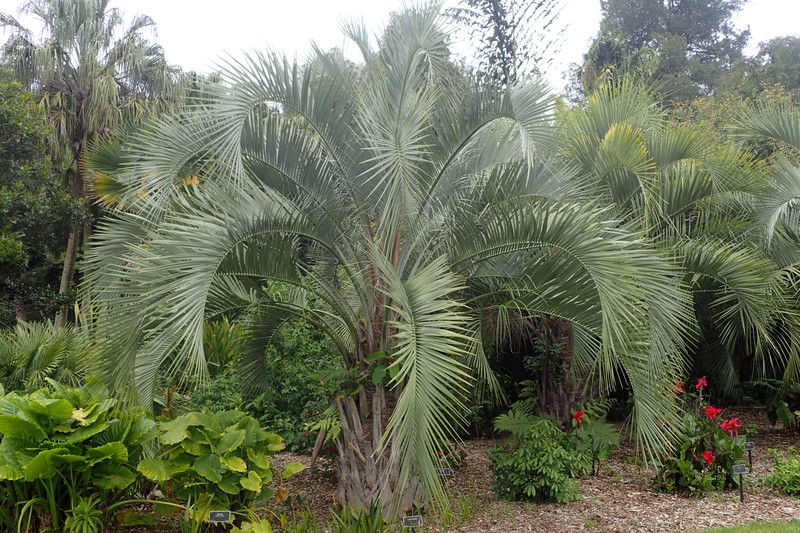 Butia eriospatha