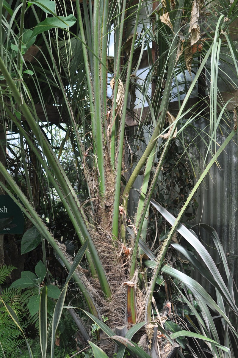 Butia eriospatha photo 2