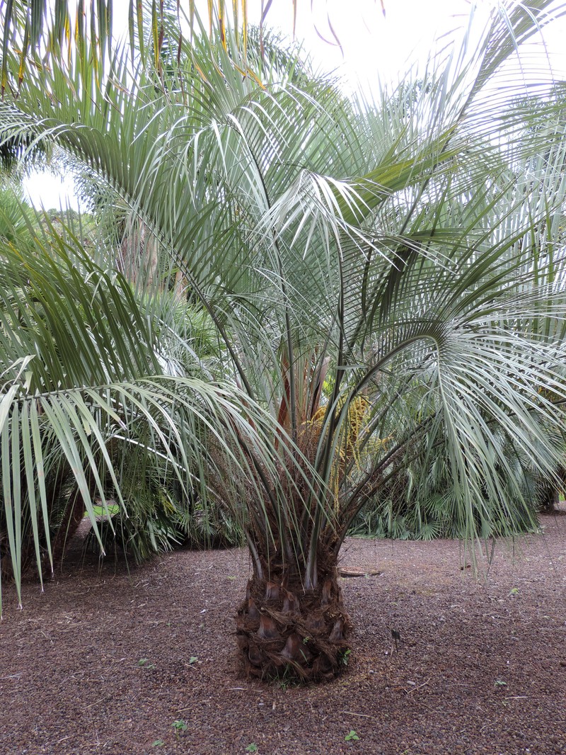 Butia eriospatha photo 3