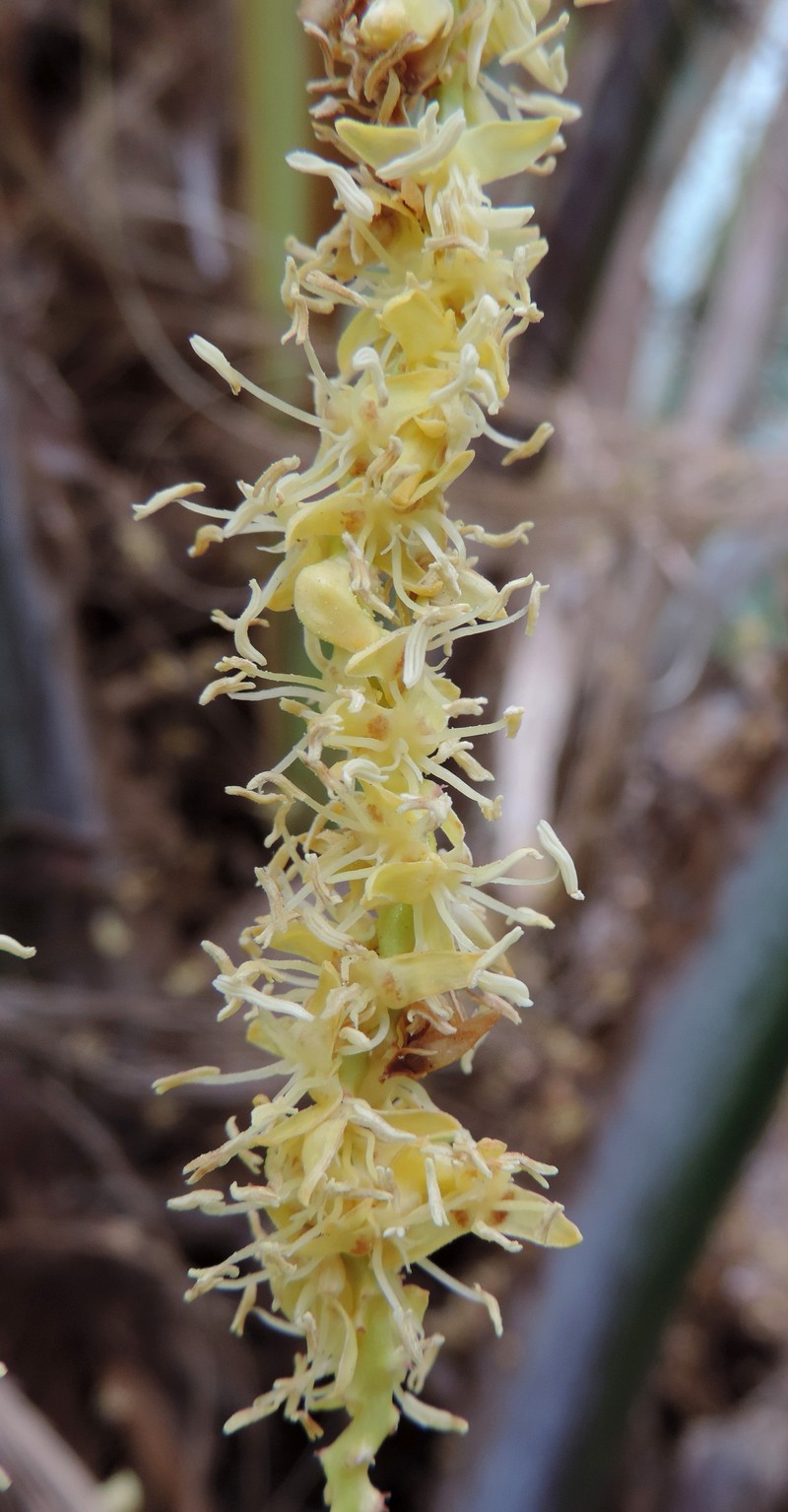 Butia eriospatha photo 4