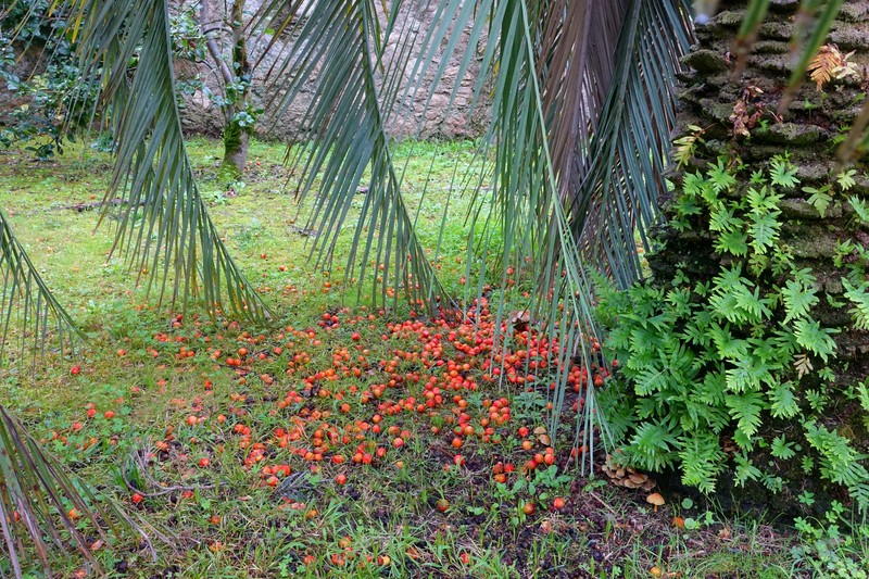 Butia eriospatha photo 5