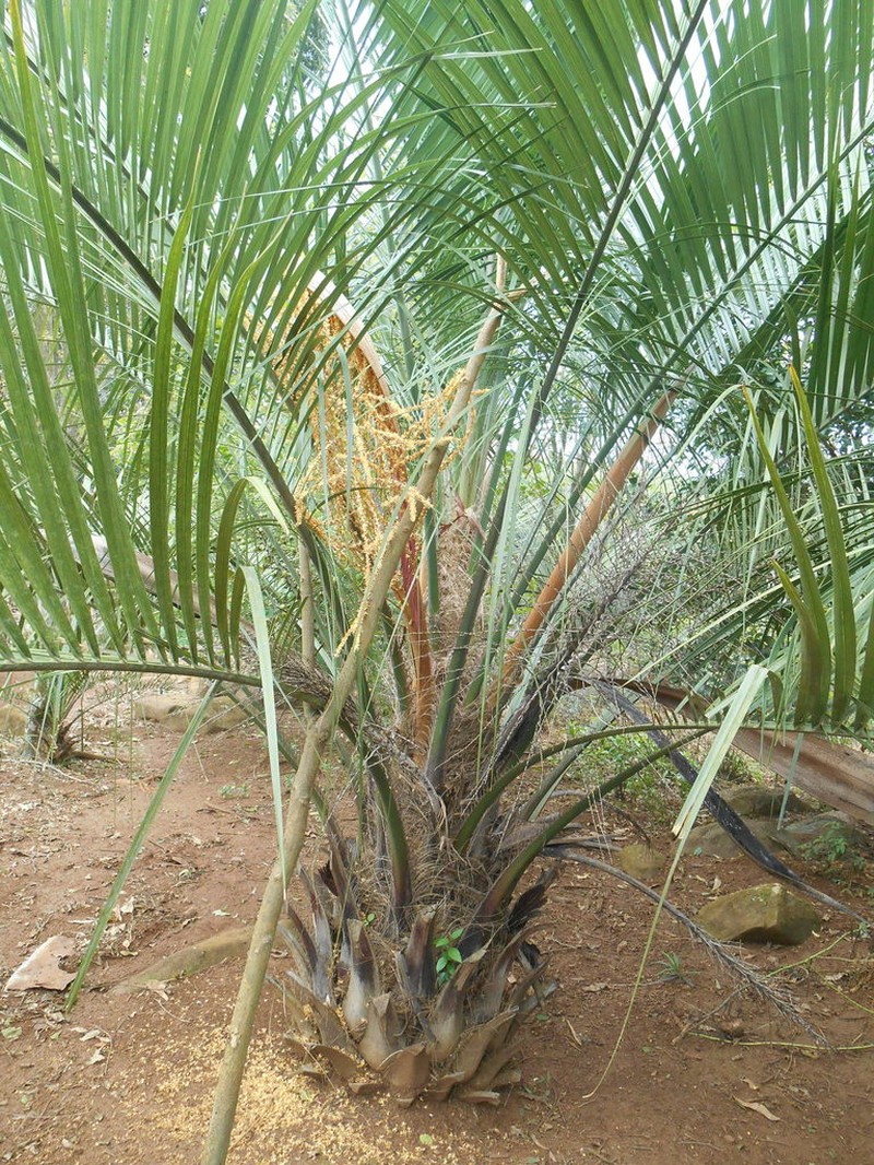 Butia eriospatha photo 6