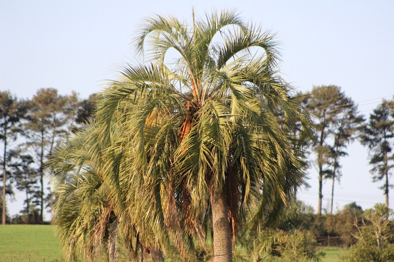 Butia eriospatha photo 7