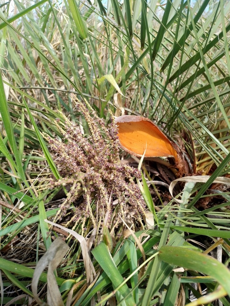Butia microspadix