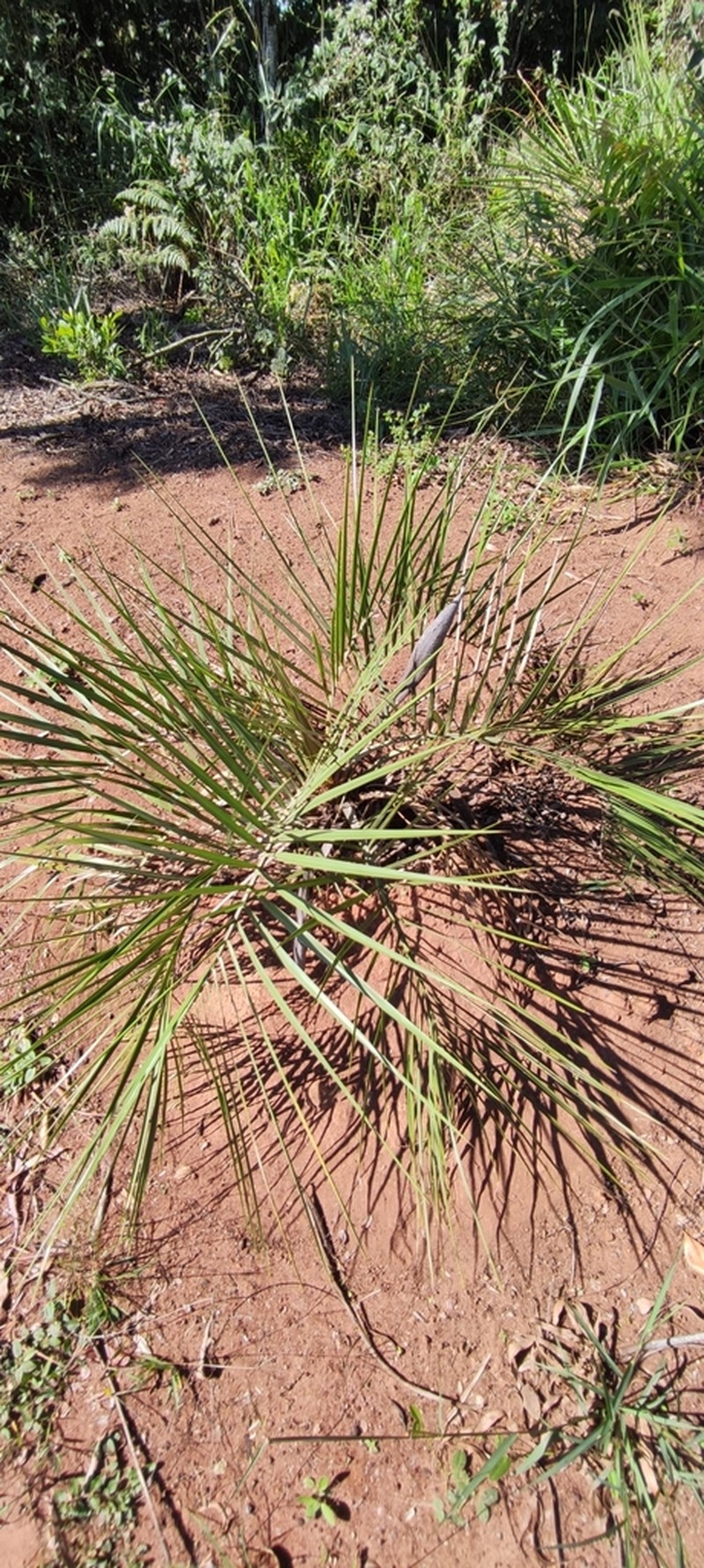 Butia microspadix photo 2