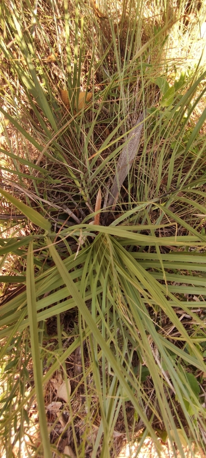 Butia microspadix photo 3