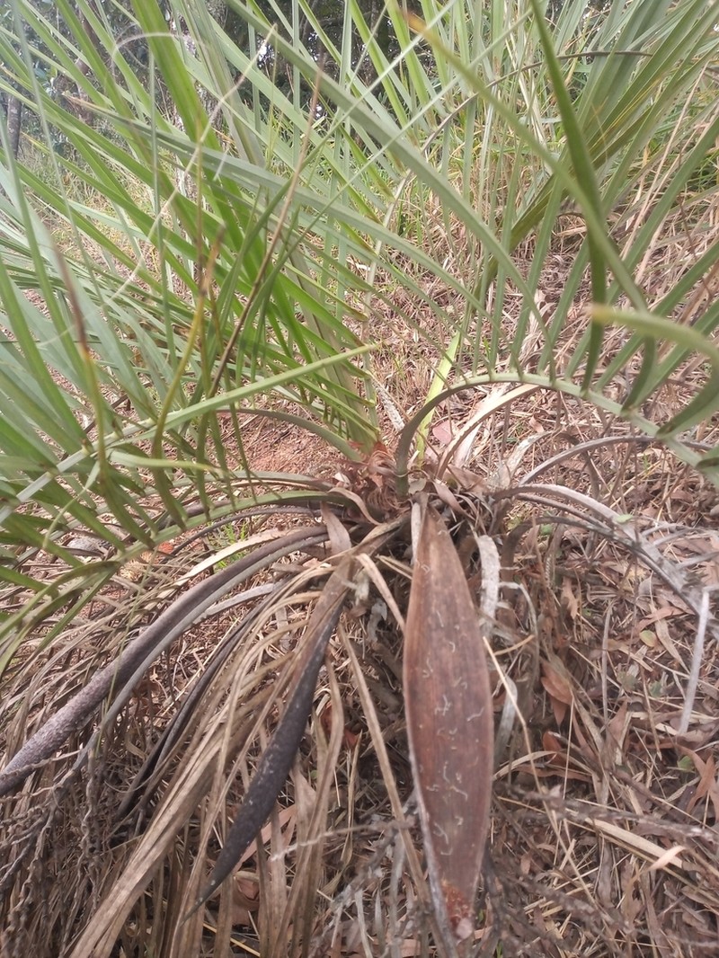 Butia microspadix photo 4
