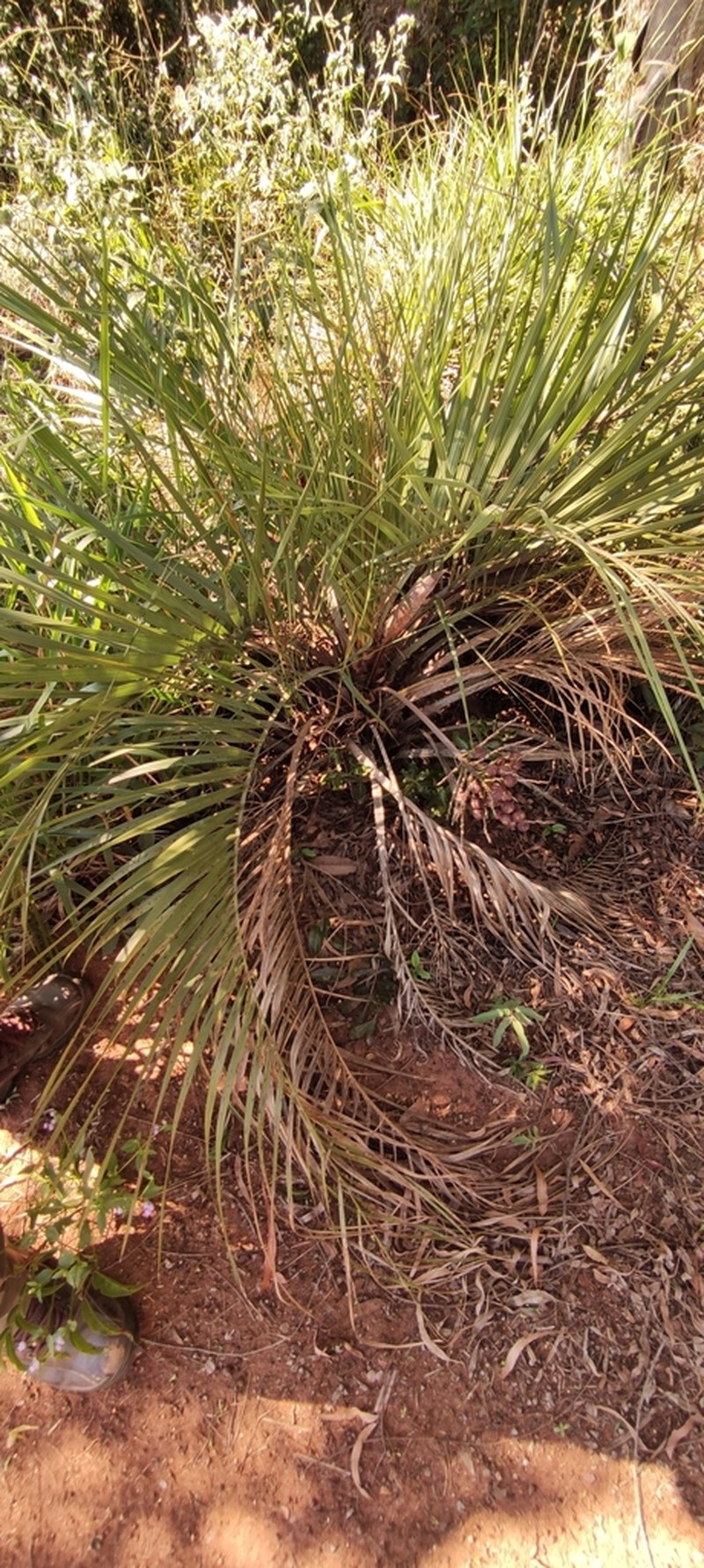 Butia microspadix photo 5