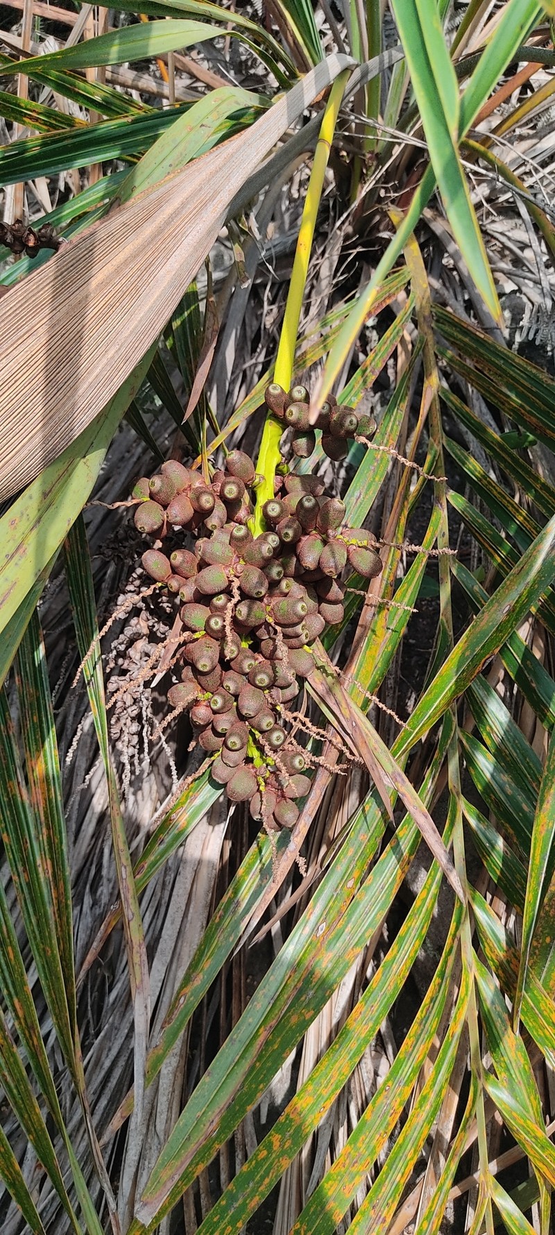 Butia microspadix photo 6