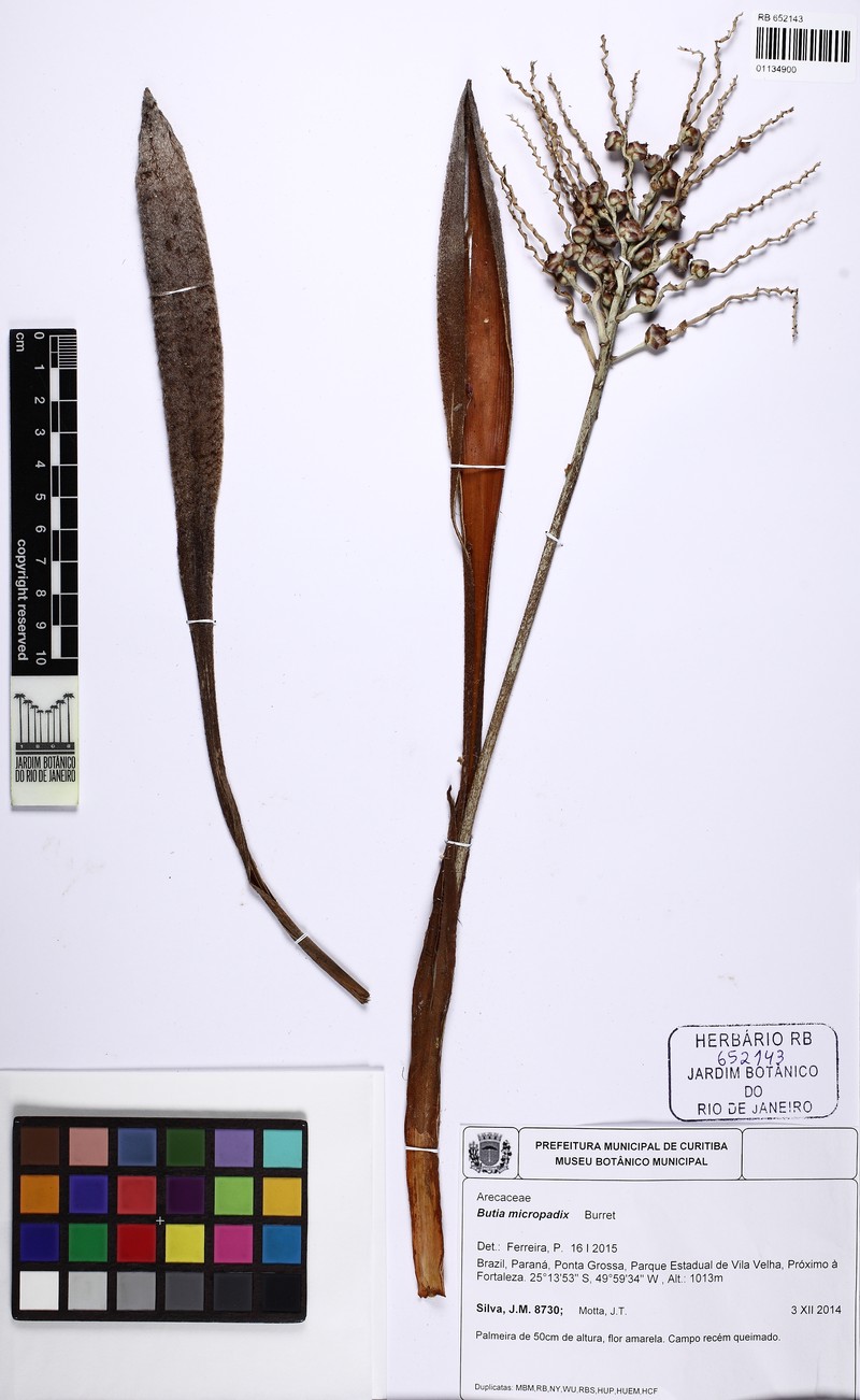 Butia microspadix photo 7