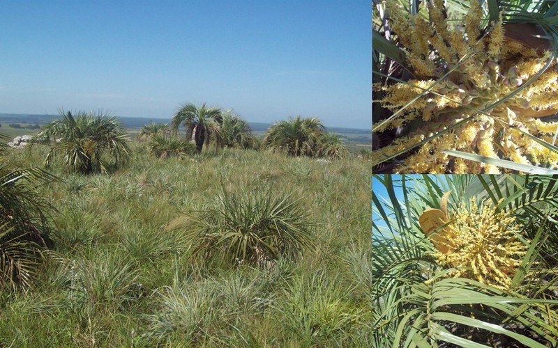 Butia paraguayensis