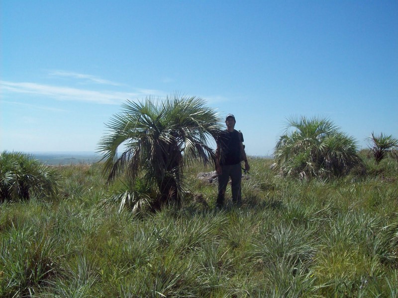 Butia paraguayensis photo 2