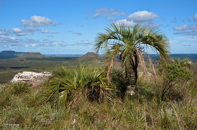 Butia paraguayensis photo 3