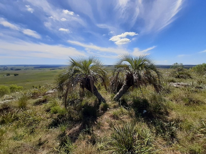 Butia paraguayensis photo 4