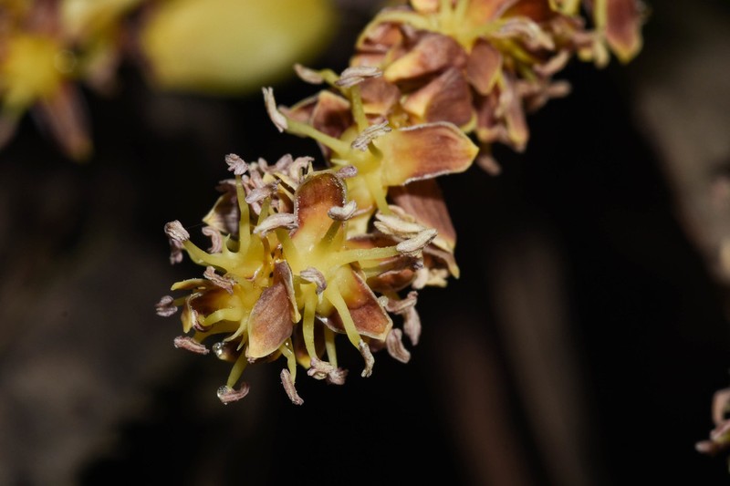 Butia paraguayensis photo 5