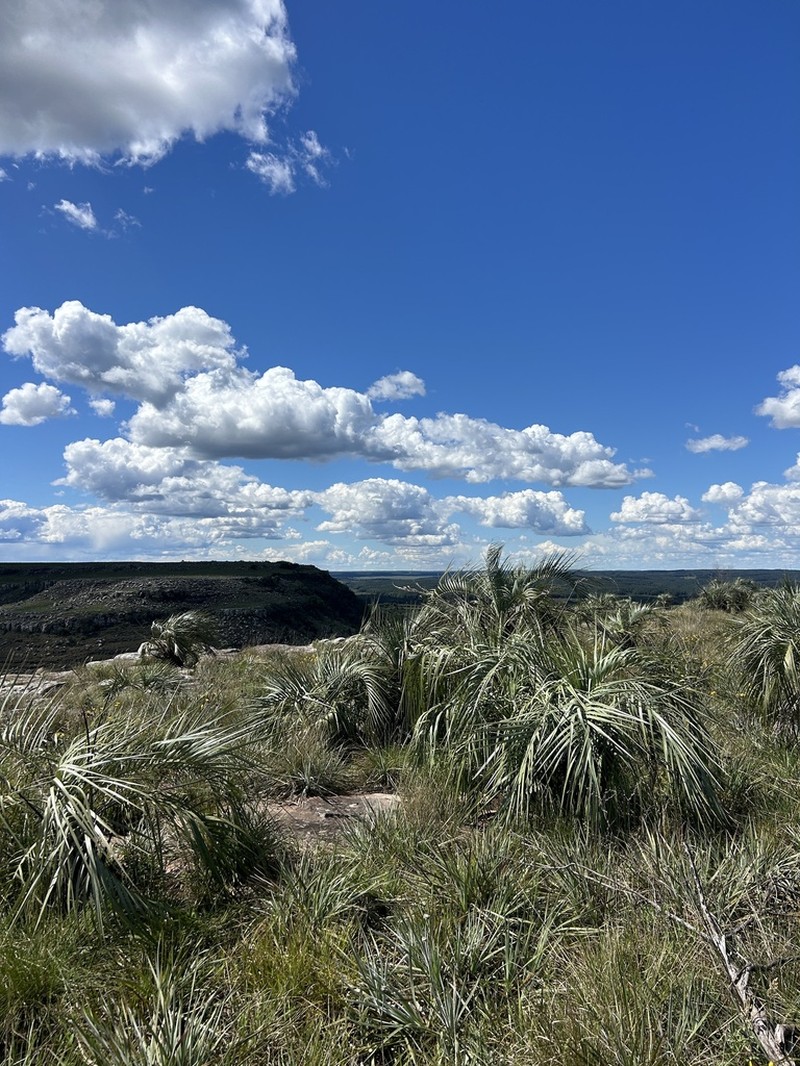 Butia paraguayensis photo 6