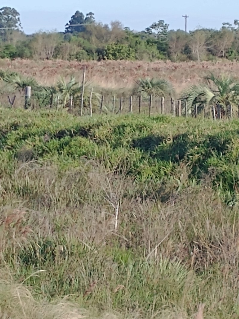 Butia paraguayensis photo 7