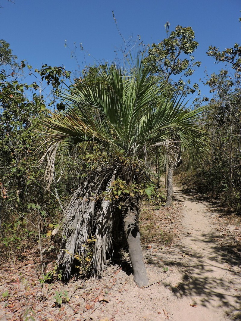 Butia purpurascens photo 2