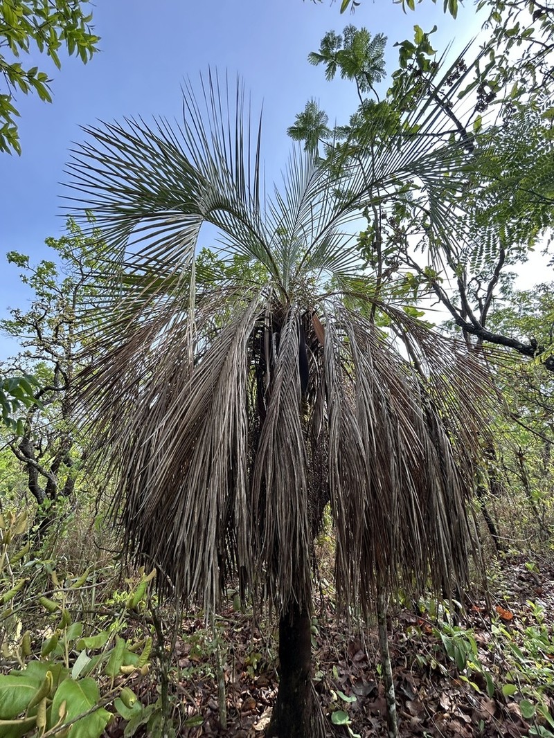 Butia purpurascens photo 3