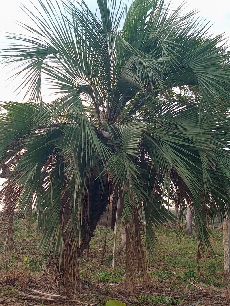 Butia purpurascens photo 4