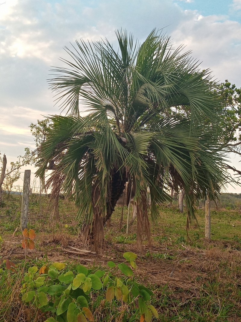 Butia purpurascens photo 5