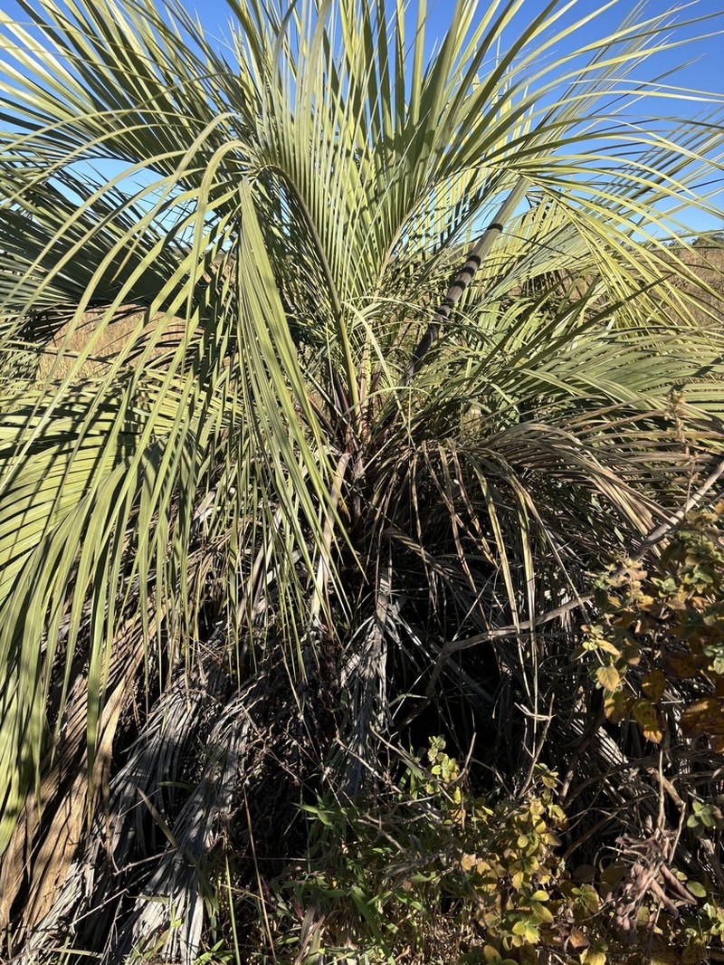 Butia purpurascens photo 6