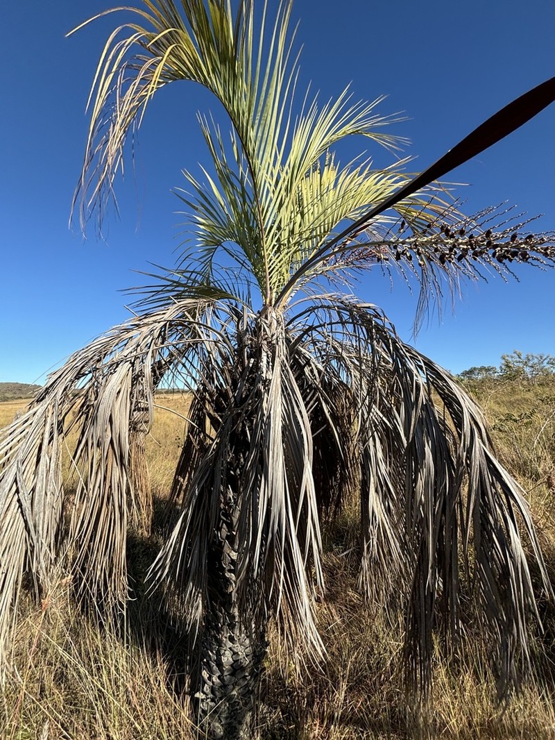 Butia purpurascens photo 7