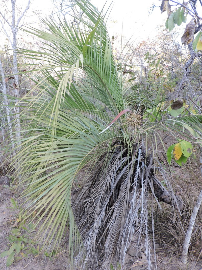 Butia purpurascens photo 8