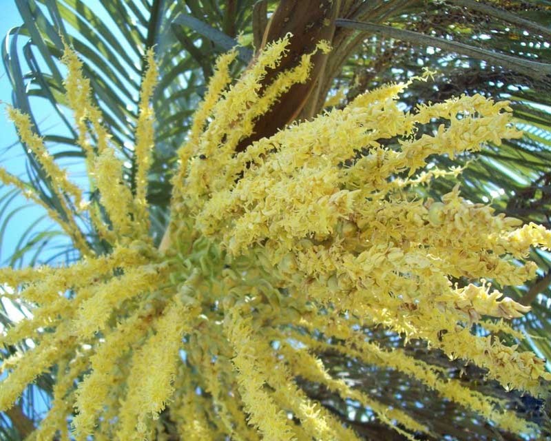 Butia yatay