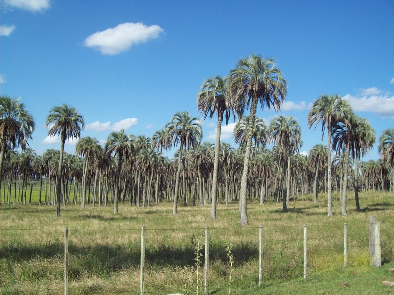 Butia yatay photo 2