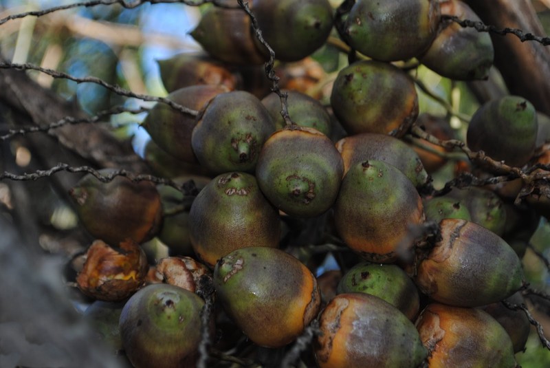 Butia yatay photo 3