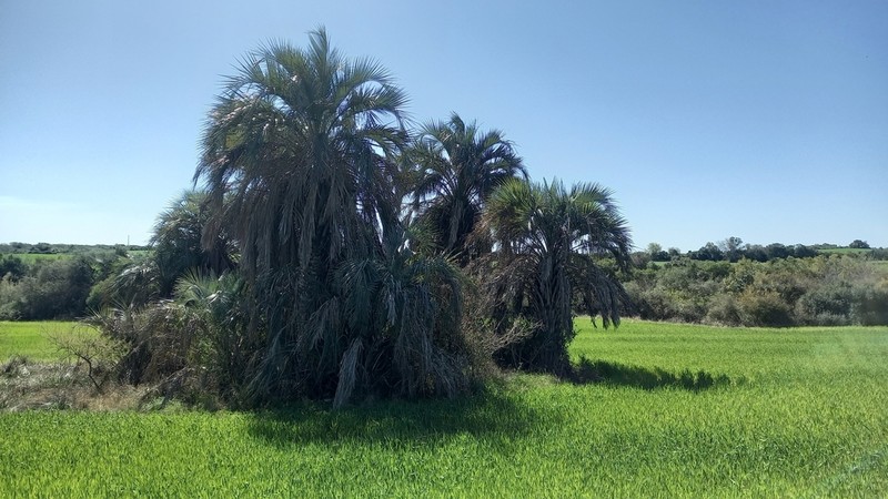 Butia yatay photo 4