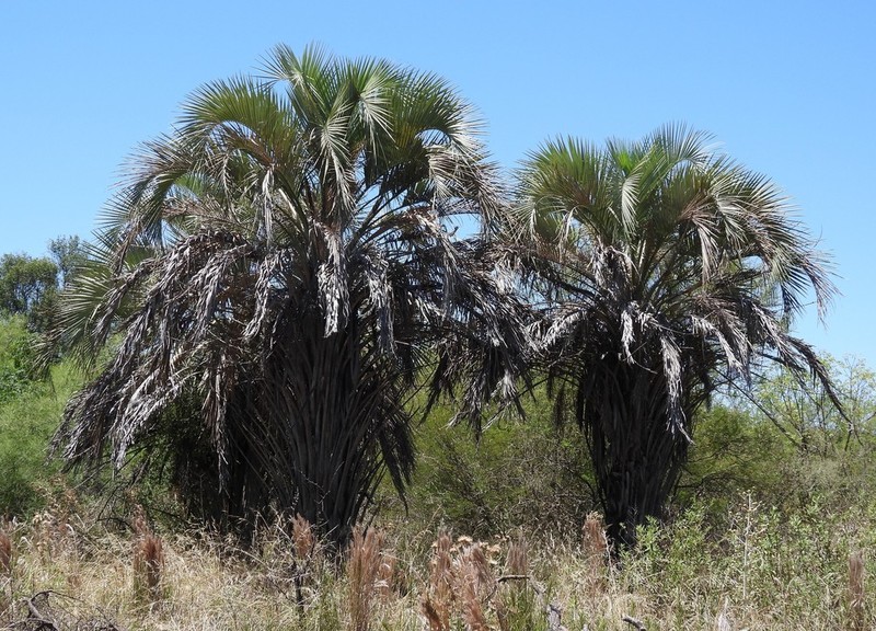 Butia yatay photo 5