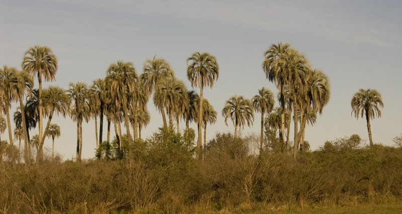 Butia yatay photo 7