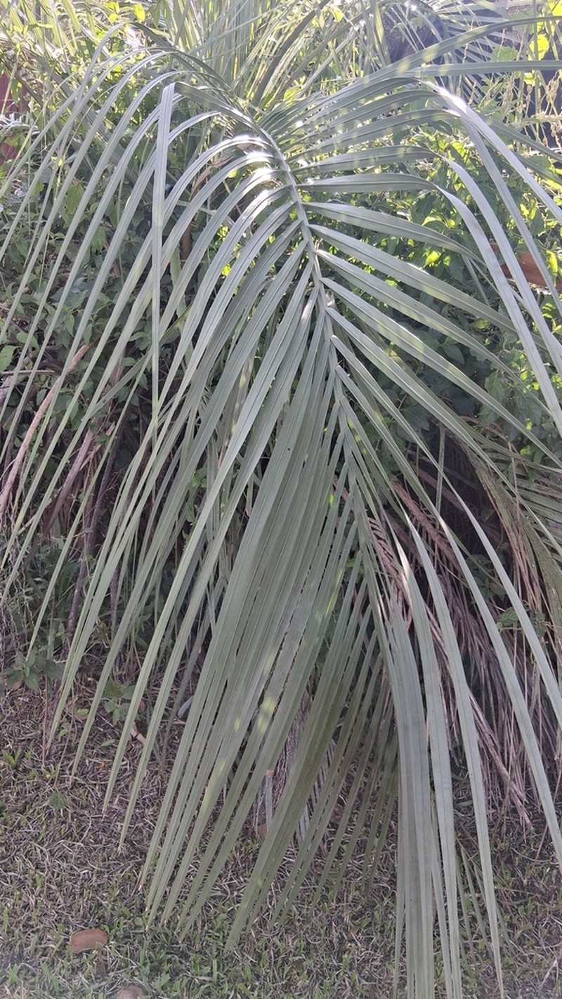 Butia yatay photo 8