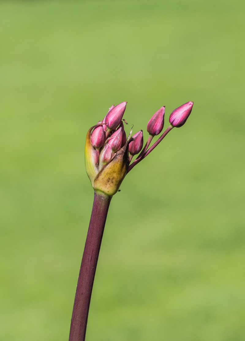 Flowering Rush photo 2