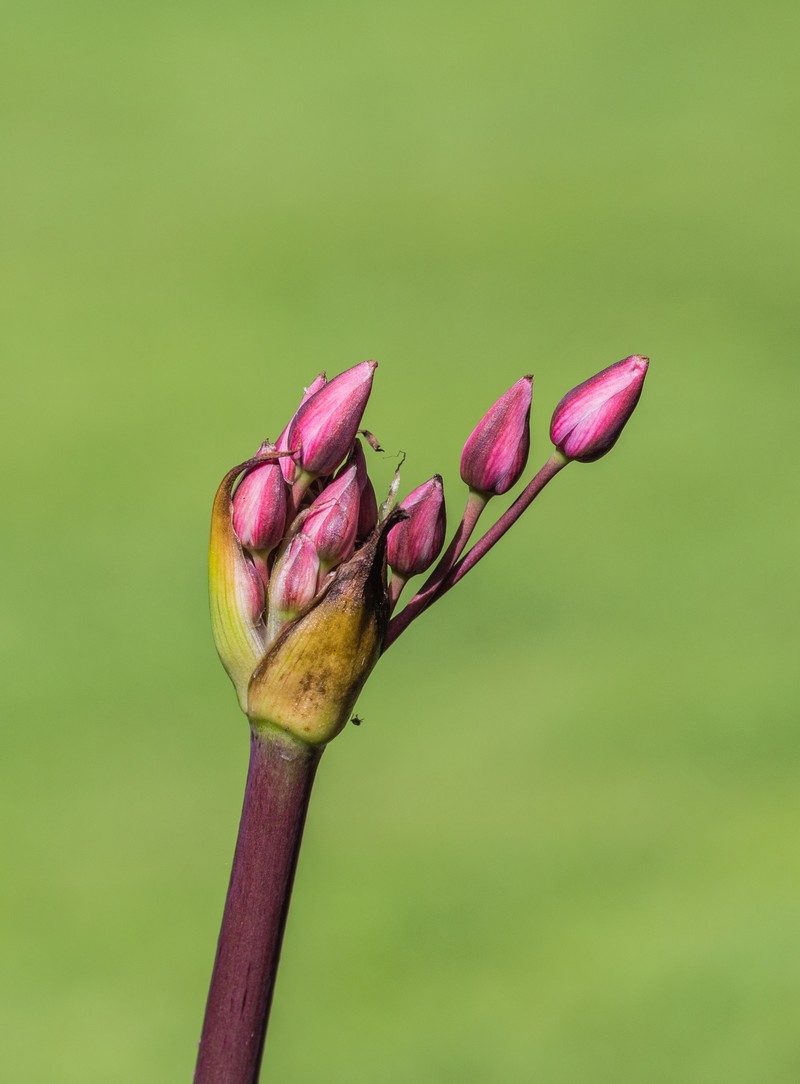 Flowering Rush photo 3