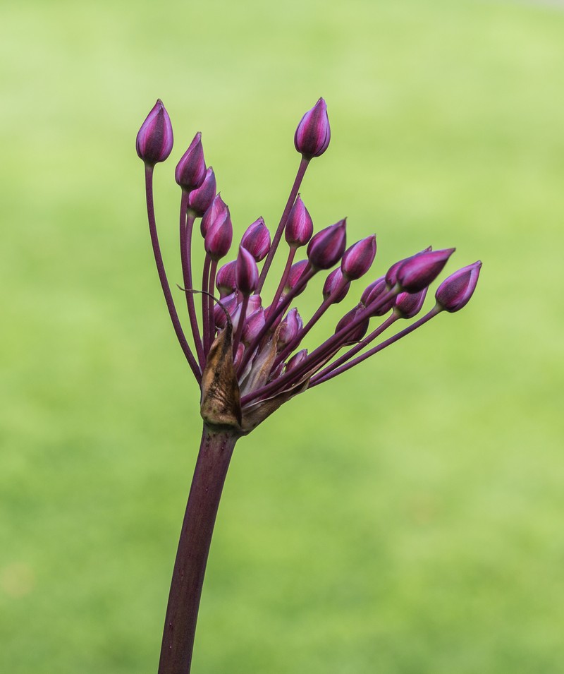 Flowering Rush photo 4