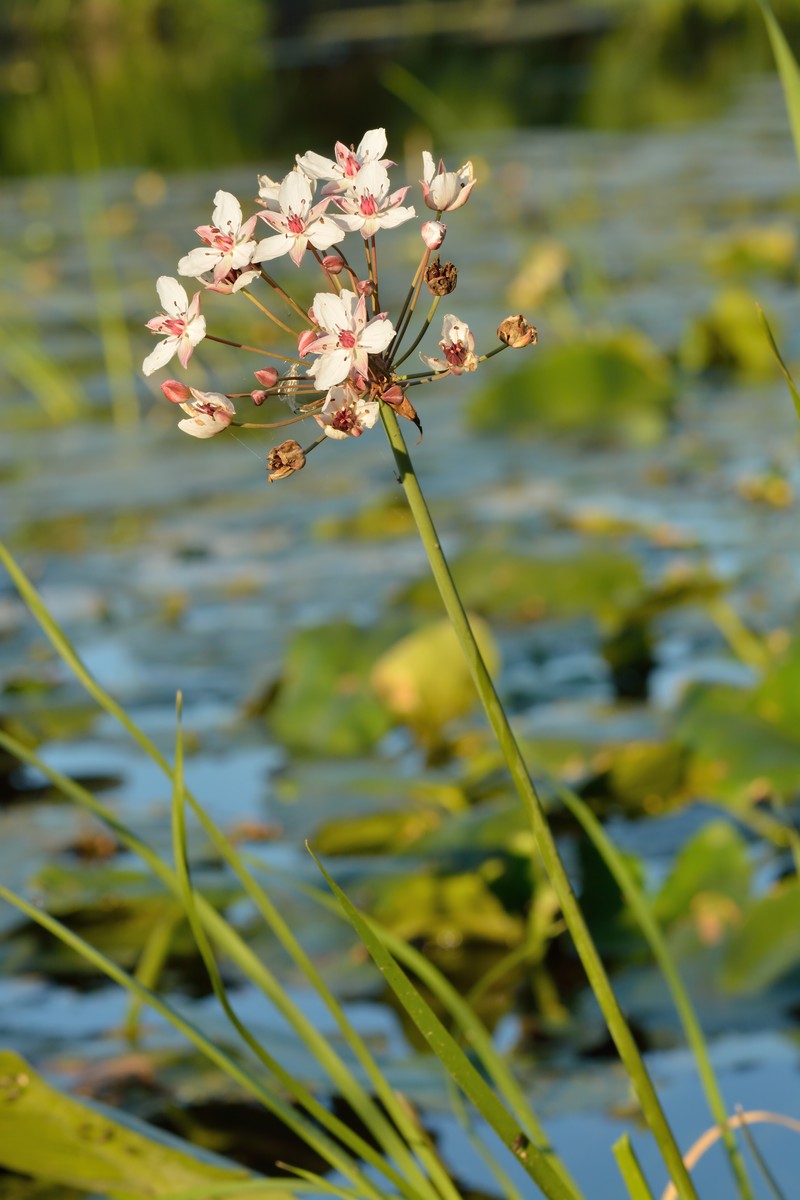 Flowering Rush