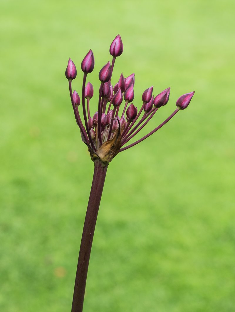 Flowering Rush photo 5