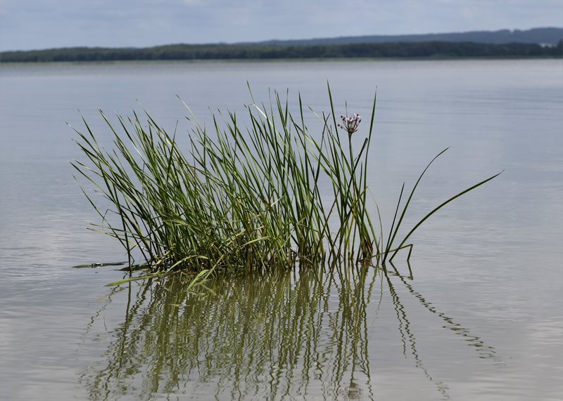 Flowering Rush photo 6
