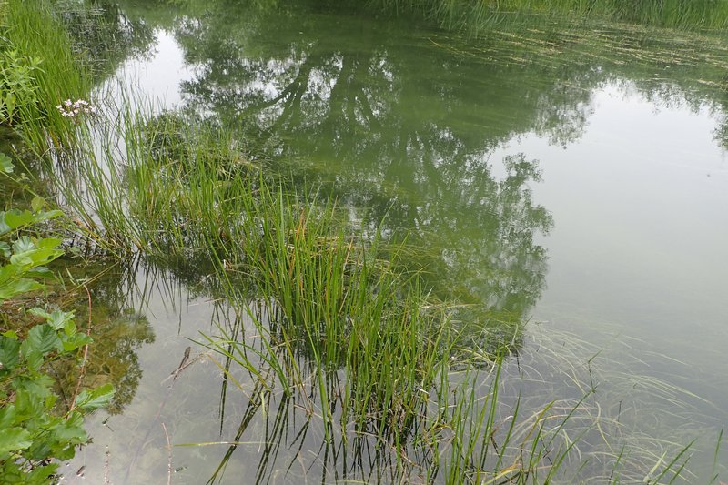 Flowering Rush photo 7