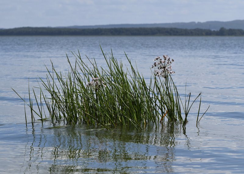 Flowering Rush photo 8