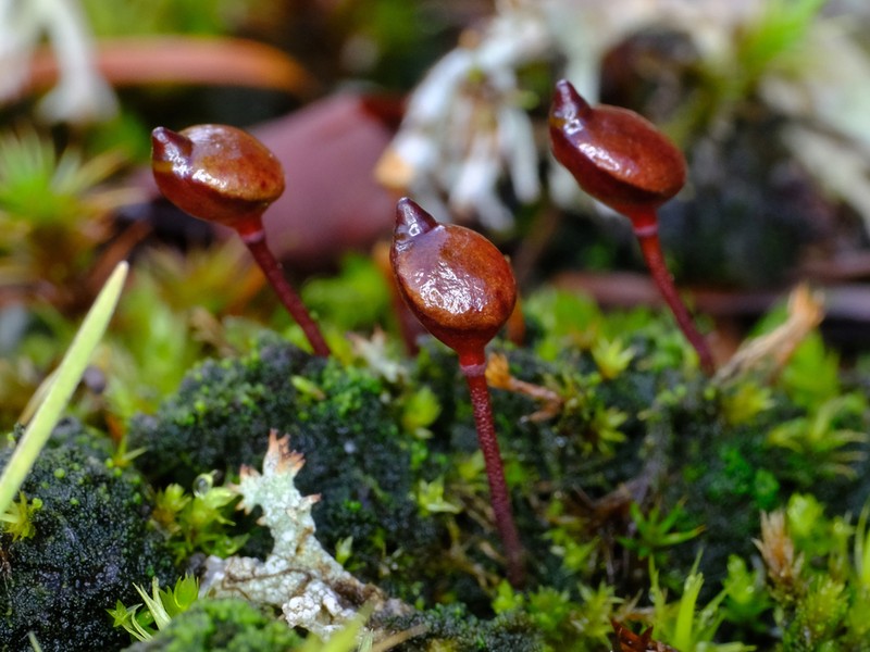 Buxbaumia Moss