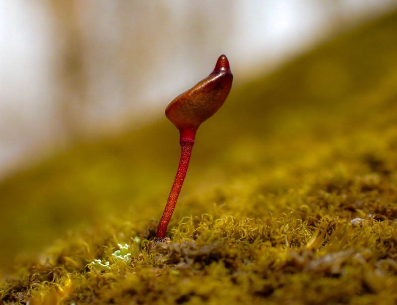 Buxbaumia Moss photo 2