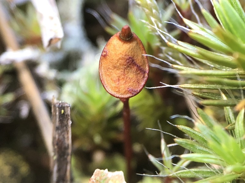 Buxbaumia Moss photo 3