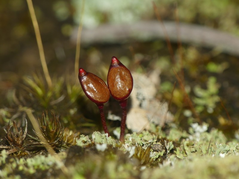 Buxbaumia Moss photo 4